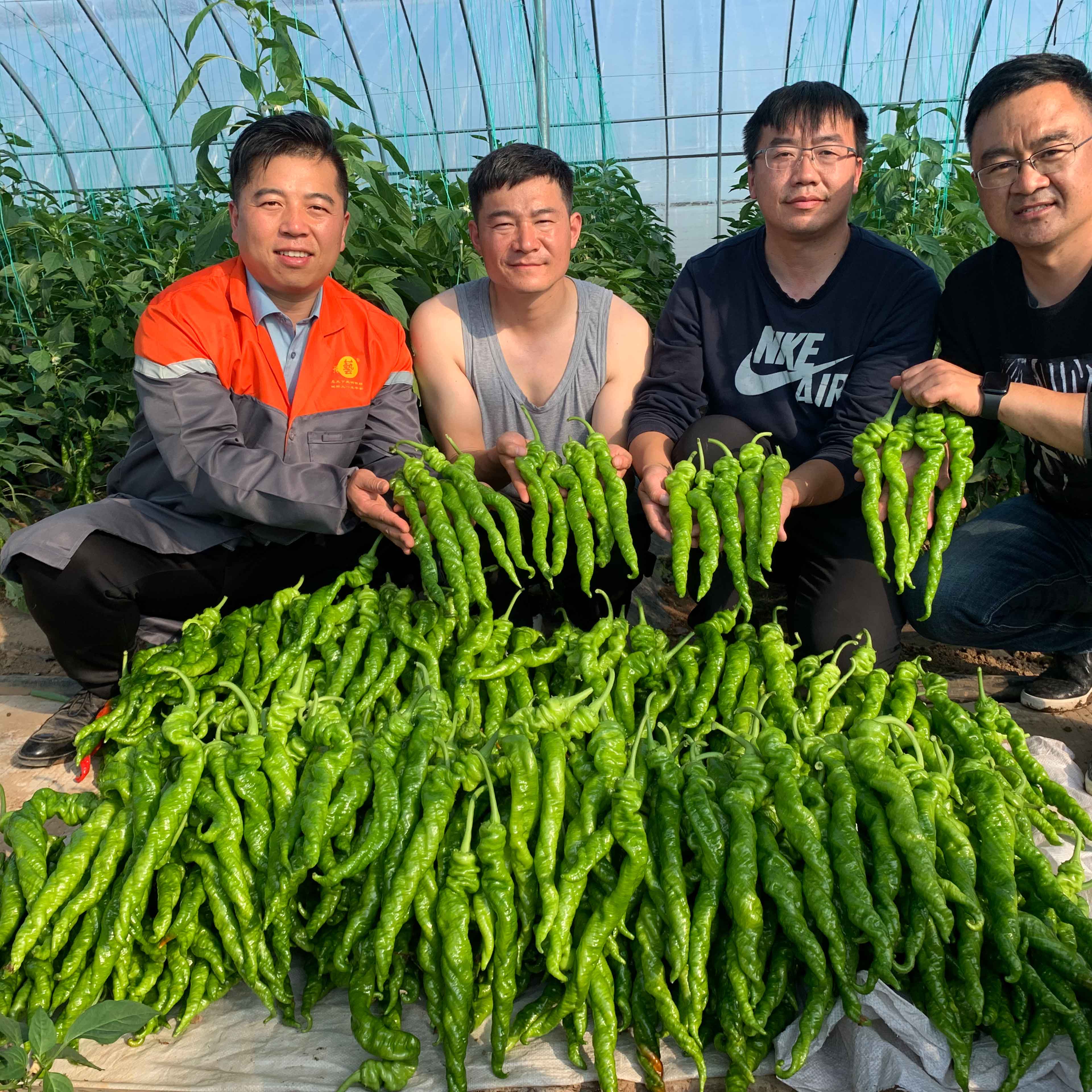 富联娱乐大 麻花