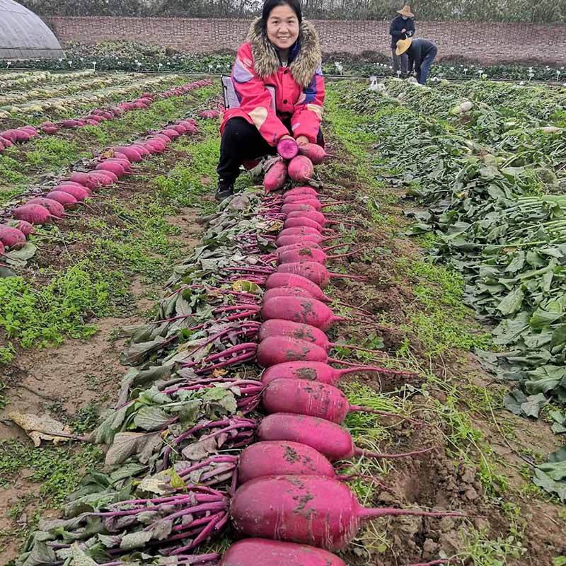 富联娱乐火龙果