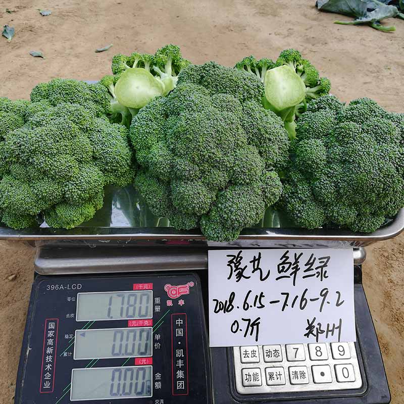 富联娱乐鲜绿