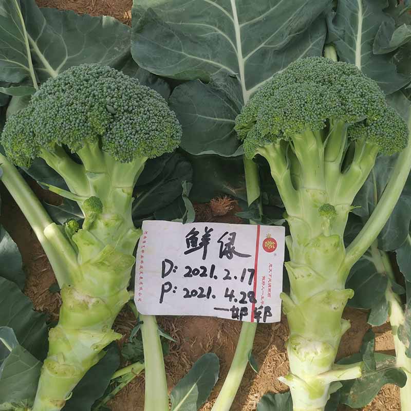 富联娱乐鲜绿