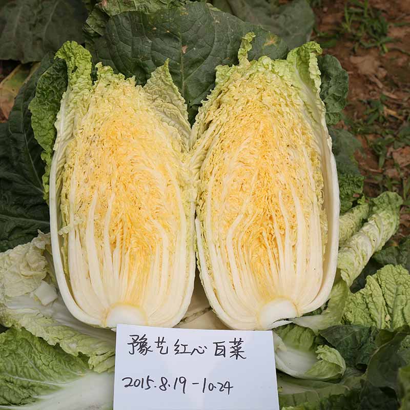 富联娱乐红心白菜