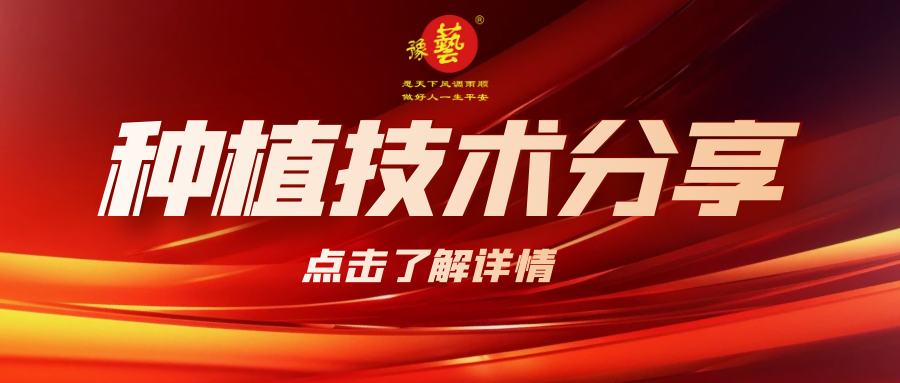 要想种出精品率高的胡萝卜，这7点要注意！