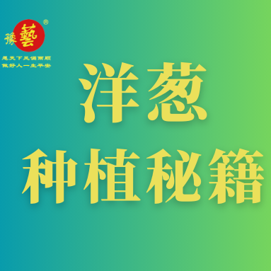 洋葱种植秘籍：掌握这八点，种出优质洋葱！